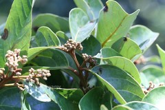 Cryptocarya beddomei